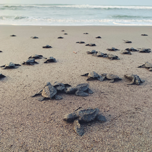 Turtle-Friendly Lighting